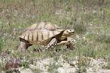 GEOCHELONE SULCATA 004